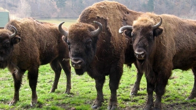 Inedit: În Băiuț se va înființa prima rezervație de zimbri din Maramureș