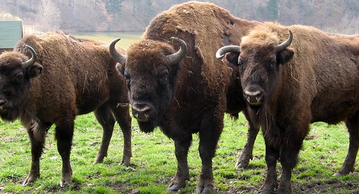 Inedit: În Băiuț se va înființa prima rezervație de zimbri din Maramureș