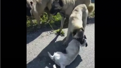 Act de cruzime: Maramureșean reținut după ce și-a lăsat câinele să ucidă un alt câine fără stăpân
