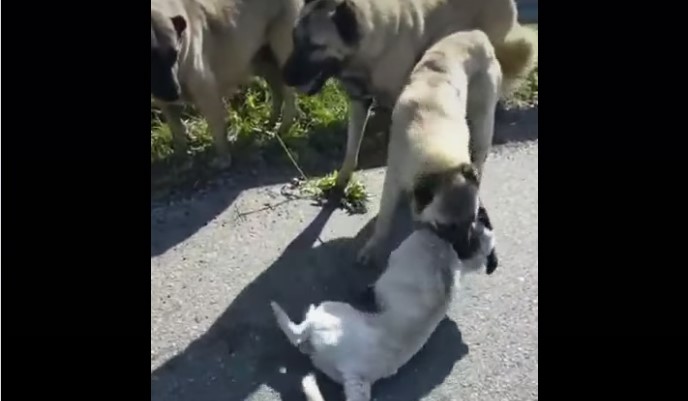 Act de cruzime: Maramureșean reținut după ce și-a lăsat câinele să ucidă un alt câine fără stăpân