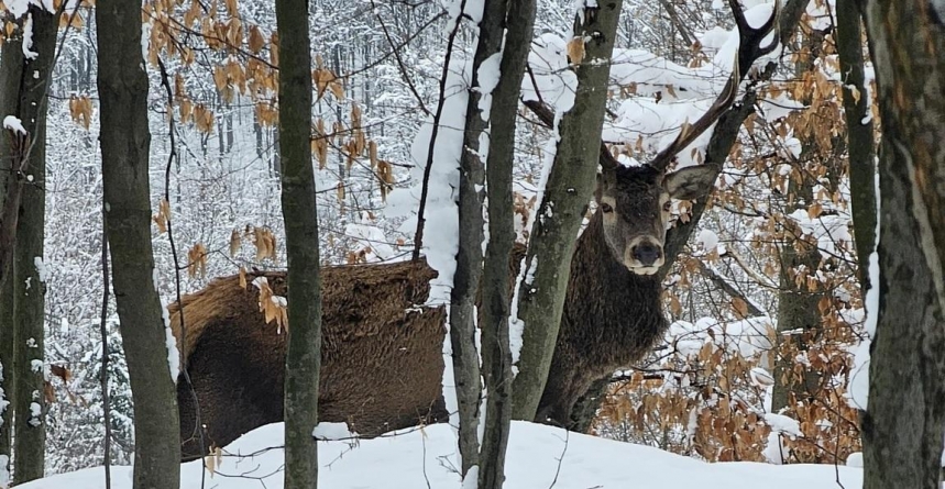 Cerb maiestuos, surprins în apropiere de orașul Baia Sprie