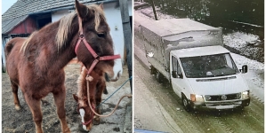 Polițiștii anchetează cazul cailor declarați furați: Maramureșenii acuzați susțin că au cumpărat cei doi cai din Satu Mare cu acte în regulă