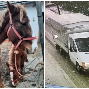 Polițiștii anchetează cazul cailor declarați furați: Maramureșenii acuzați susțin că au cumpărat cei doi cai din Satu Mare cu acte în regulă
