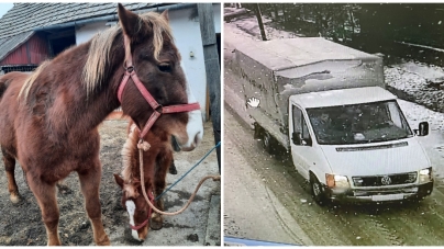Polițiștii anchetează cazul cailor declarați furați: Maramureșenii acuzați susțin că au cumpărat cei doi cai din Satu Mare cu acte în regulă