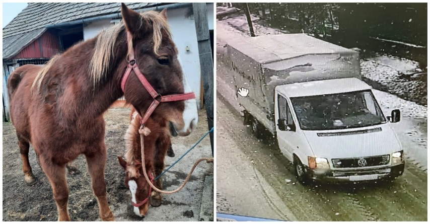 Polițiștii anchetează cazul cailor declarați furați: Maramureșenii acuzați susțin că au cumpărat cei doi cai din Satu Mare cu acte în regulă