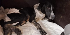 Doi patrupezi cu nevoi speciale, de la Adăpostul de câini Baia Mare au nevoie urgentă de ajutorul oamenilor