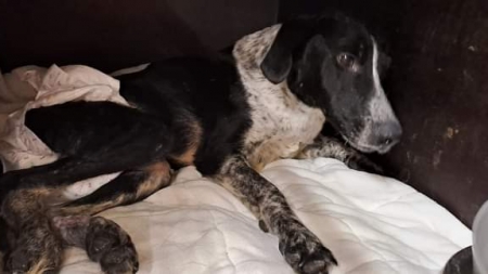 Doi patrupezi cu nevoi speciale, de la Adăpostul de câini Baia Mare au nevoie urgentă de ajutorul oamenilor