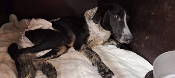 Doi patrupezi cu nevoi speciale, de la Adăpostul de câini Baia Mare au nevoie urgentă de ajutorul oamenilor