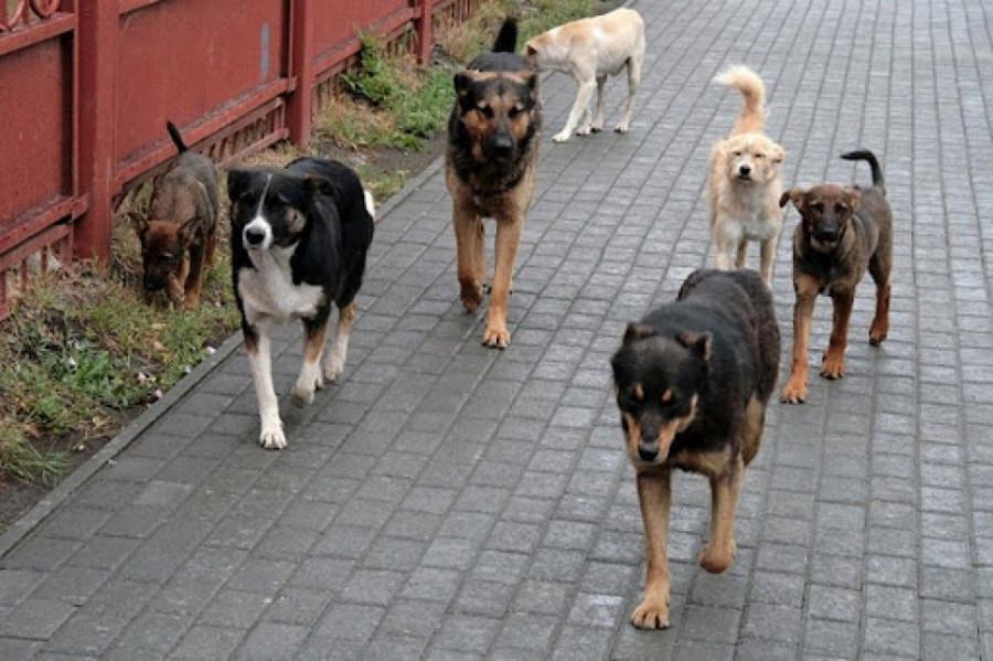 Se intenționează realizarea unui centru județean, destinat adăpostirii animalelor