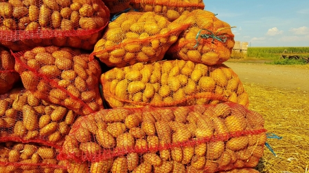 Ajutor de stat pentru producătorii de cartofi