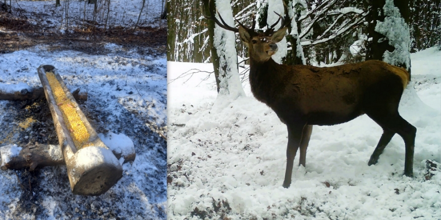 Spectaculos: Cerbi surprinși în Firiza, în timp ce iau masa pregătită de silvicultori