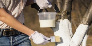 Când se dau pomii cu var primăvara