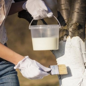 Când se dau pomii cu var primăvara