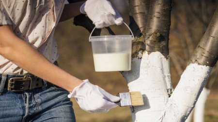 Când se dau pomii cu var primăvara