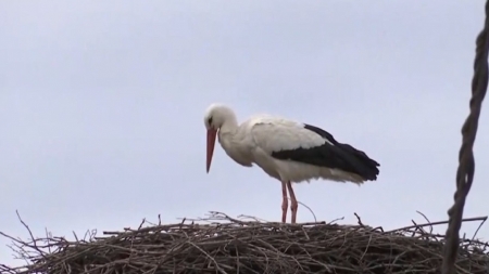 Ordin de ministru pentru mutarea unui cuib de berze