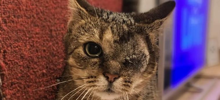 Când iubirea învinge imperfecțiunile: Bella sau pisicuța din Maramureș care și-a găsit familie iubitoare și responsabilă, prin Fight For Animals, în ciuda defectului fizic