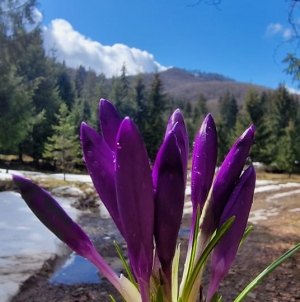 În februarie, peste 20 grade în Maramureș; Elena Mateescu, șefa ANM: Cea mai mare abatere termică pentru februarie și tot restul anului