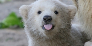 Ziua Internațională a Ursului Polar