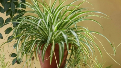 Plantele de apartament care ne scapă de praf