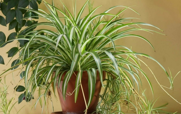 Plantele de apartament care ne scapă de praf