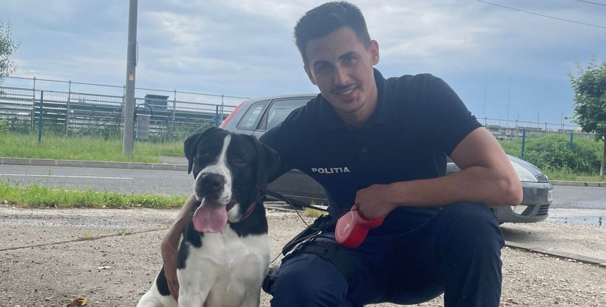 54 de dosare penale soluționate de Protecția Animalelor Maramureș în 2023