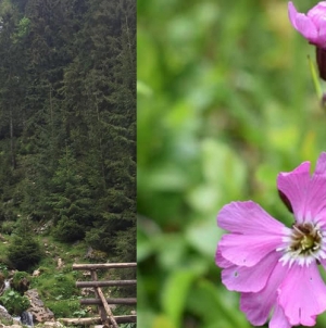 Bogății naturale din Munții Rodnei: O floare unică în lume și cea mai înaltă cascadă din România