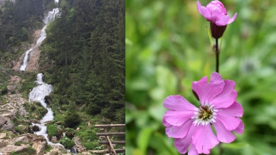 Bogății naturale din Munții Rodnei: O floare unică în lume și cea mai înaltă cascadă din România