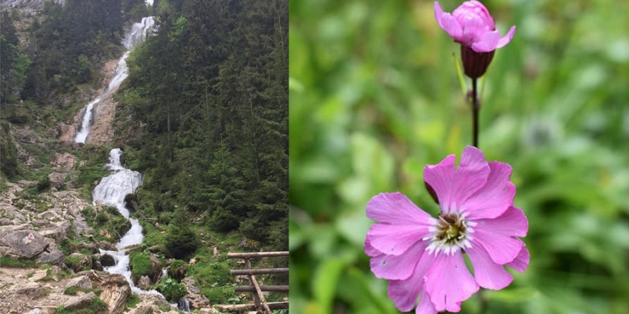 Bogății naturale din Munții Rodnei: O floare unică în lume și cea mai înaltă cascadă din România