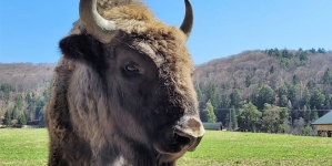 Proiectul rezervației de zimbri, oportunitate pentru dezvoltare în Băiuț