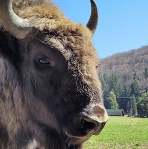 Proiectul rezervației de zimbri, oportunitate pentru dezvoltare în Băiuț