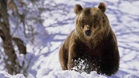 Ziua de 2 februarie, Ziua Ursului și Întâmpinarea Domnului