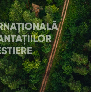 13 martie-Ziua Internațională a Plantațiilor Forestiere
