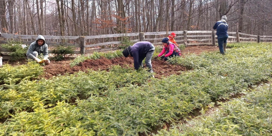 Pregătiri pentru împădurirea de primăvară; 22 de mii de puieți forestieri de brad au fost scoși din pepiniera Mogoșa și vor fi folosiți în campanie