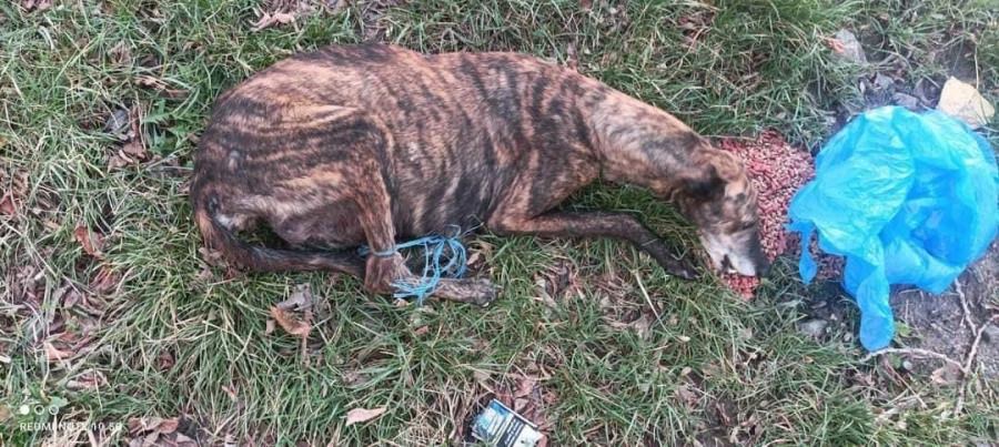 Violența împotriva animalelor, un fenomen tot mai des întâlnit