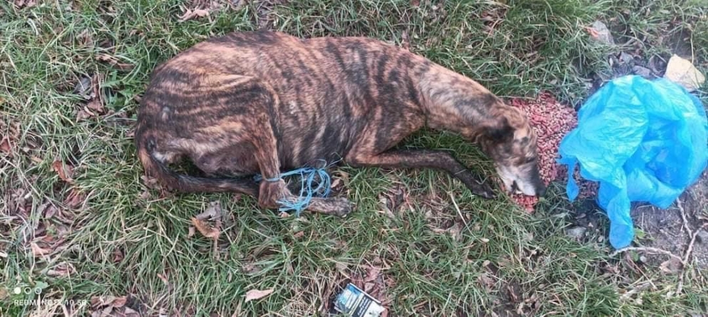 Violența împotriva animalelor, un fenomen tot mai des întâlnit