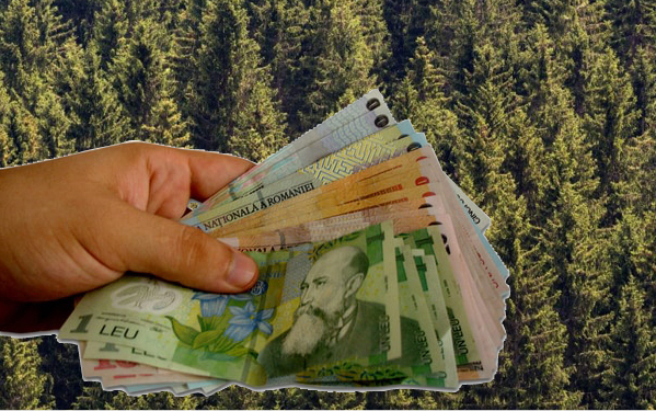 Compensații de la stat pentru românii care dețin păduri