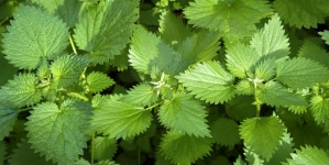 Urzica, planta miraculoasă a primăverii