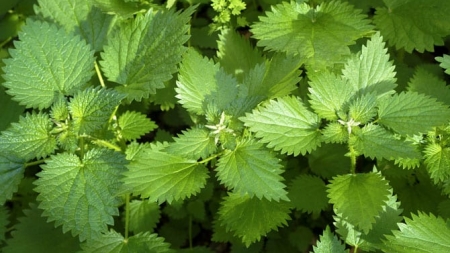 Urzica, planta miraculoasă a primăverii