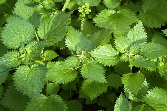 Urzica, planta miraculoasă a primăverii