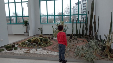 De vizitat: Expoziția de cactuși a lui Gheza Vida din Parcul Central Baia Mare