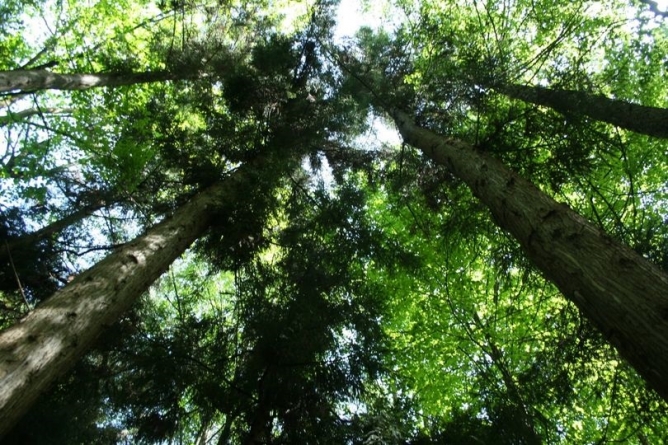 Parc dendrologic de mare interes științific, la Baia Mare. Păcat că autoritățile nu știu de el