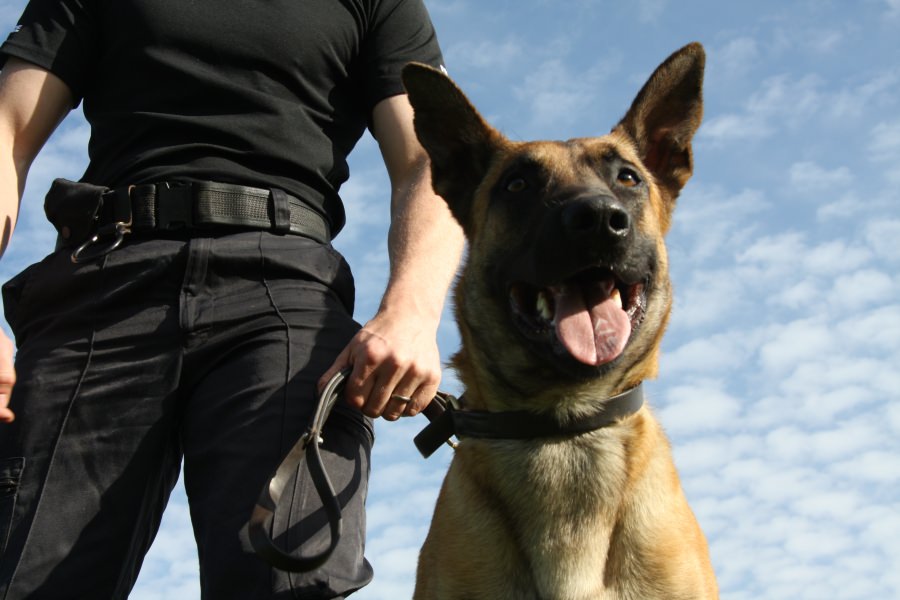 IPJ Maramureș, în căutarea iubitorilor de animale