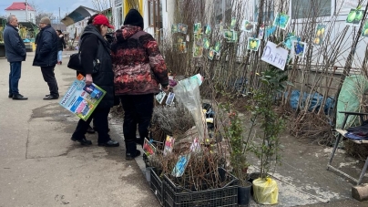 Pomi exotici, tot mai des cultivați în Maramureș. Smochinii sunt deja aclimatizați