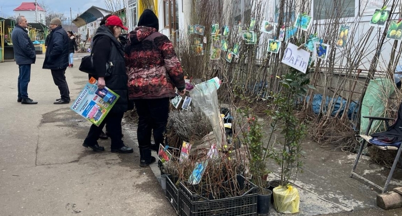 Pomi exotici, tot mai des cultivați în Maramureș. Smochinii sunt deja aclimatizați