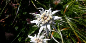 5 martie, Ziua Florii de colț (Leontopodium alpinum), denumită şi ”floarea-reginei”