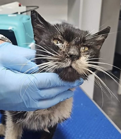 Oamenii cu suflet mare salvează animalele nevinovate