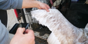 Lebădă mutilată „din dragoste”. I-au tăiat penele din aripi ca să nu mai poate părăsi curtea
