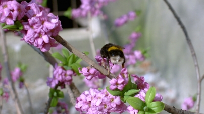 Plantă rară, descoperită recent în Maramureș. Pe cât e de frumoasă, pe atât e de otrăvitoare