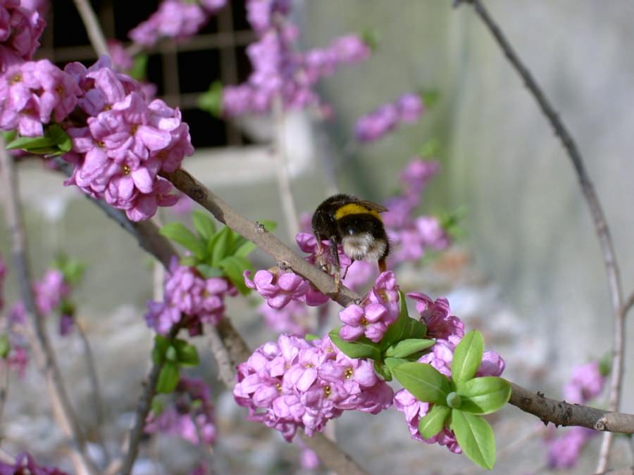 Plantă rară, descoperită recent în Maramureș. Pe cât e de frumoasă, pe atât e de otrăvitoare