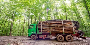 Tăierile ilegale și furtul de lemne se vor pedepsi mai aspru